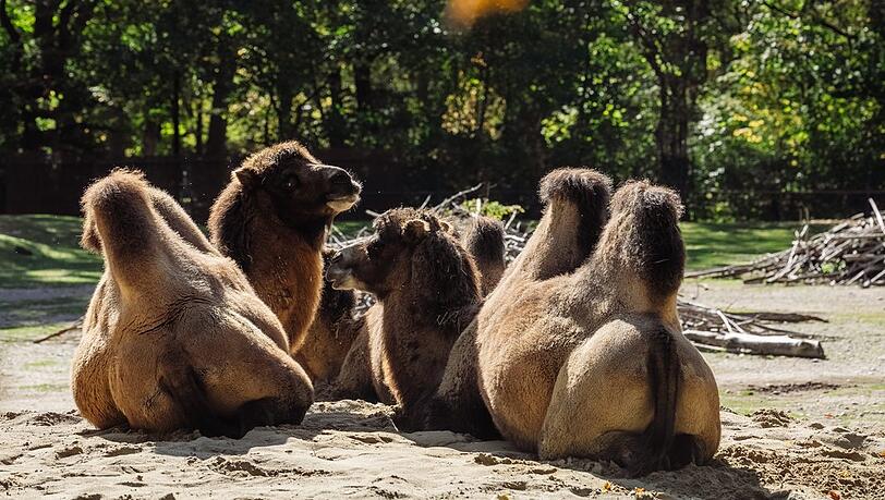 Goldener Oktober: Die Trampeltiere sind umgezogen und nun wieder auf der gro&szlig;en Steppenanlage zu beobachten. Hier genie&szlig;en sie die Herbstsonne.