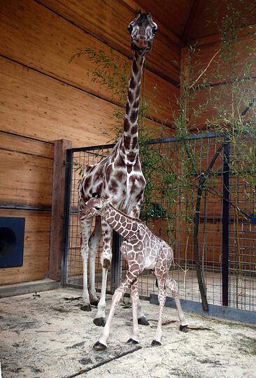 Familienzuwachs bei den Giraffen im Tierpark Hellabrunn: Mitte März brachte Mama Kabonga einen gesunden kleinen Giraffenbullen zur Welt. Einen Namen hat der Bub zwar noch nicht - aber ist jetzt schon ein kleiner Star.
