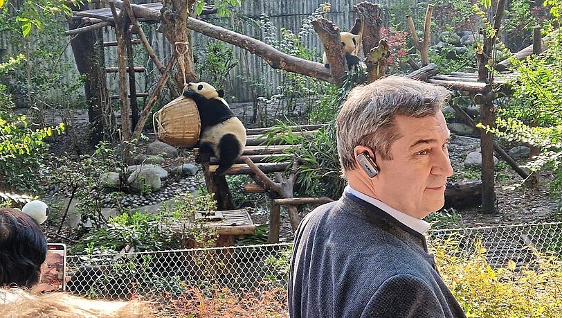 Dem echten Panda scheint etwas weniger am Kontakt mit dem Ministerpräsidenten gelegen zu sein. Dem echten Panda scheint etwas weniger am Kontakt mit dem Ministerpräsidenten gelegen zu sein.