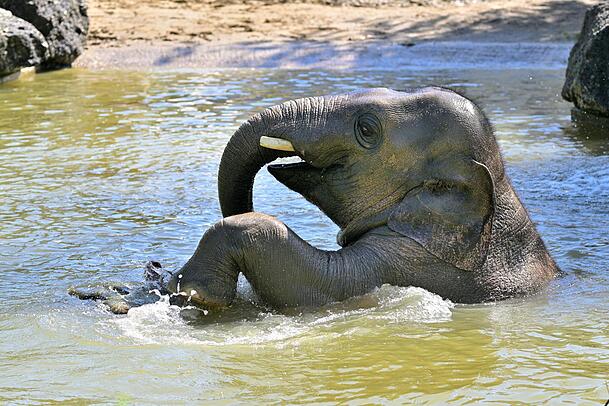 Elefantenkind Otto liebt es zu baden, nun ist er sehr ernst erkrankt. Elefantenkind Otto liebt es zu baden, nun ist er sehr ernst erkrankt.