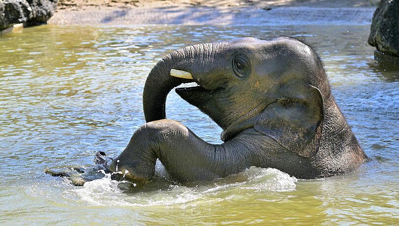 Elefantenkind Otto liebt es zu baden, nun ist er sehr ernst erkrankt. Elefantenkind Otto liebt es zu baden, nun ist er sehr ernst erkrankt.