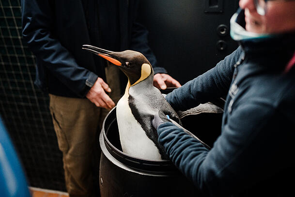 In speziellen Tonnen mit Eis sind die Königspinguine aus Belgien nach München gereist.
