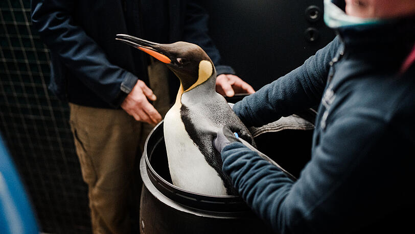 In speziellen Tonnen mit Eis sind die Königspinguine aus Belgien nach München gereist.