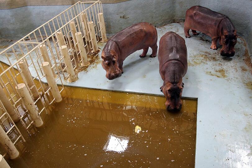 Lange wurde das Wasserbecken ihres Nilpferd-Hauses nicht mehr gereinigt. Doch die Tiere haben nicht nur Hunger - sie müssen auch trinken, egal wie schmutzig das Wasser ist.