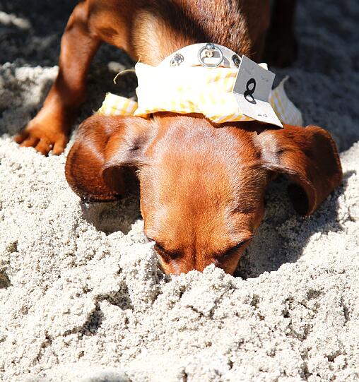 Es gehört für einen Münchner schon zum guten Ton, einmal mit einem Hund im E-Garten Gassi gewesen zu sein. Der Dackelverein München feierte heuer in Riem seine erste "Dackelparty". Es gehört für einen Münchner schon zum guten Ton, einmal mit einem Hund im E-Garten Gassi gewesen zu sein. Der Dackelverein München feierte heuer in Riem seine erste "Dackelparty".