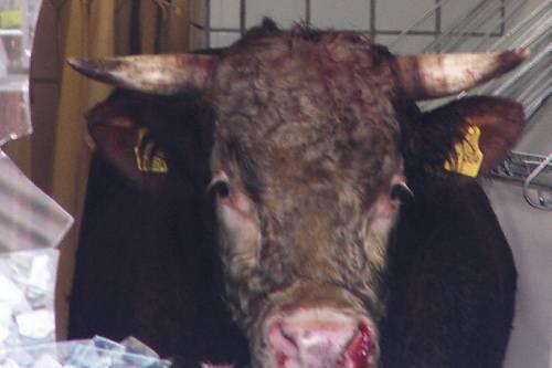 Wurden Rinder im Münchner Schlachthof falsch betäubt? PETA erhebt schwere Vorwürfe. (Symbolbild)