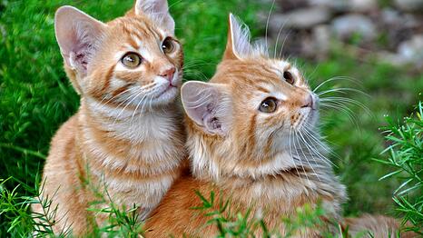 Um ein rot getigerte Kätzchen, wie diese hier, dreht sich der Konflikt (Symbolfoto).