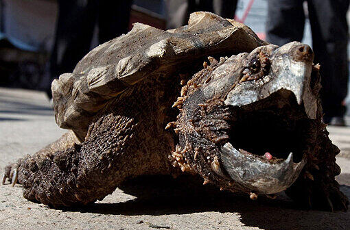 Ist sie wieder aufgetaucht? Es gibt eine neue Spur von Alligator-Schildkröte "Lotti".