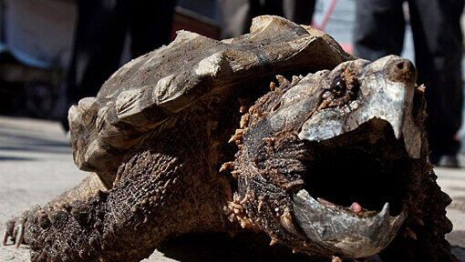 Ist sie wieder aufgetaucht? Es gibt eine neue Spur von Alligator-Schildkröte "Lotti". Ist sie wieder aufgetaucht? Es gibt eine neue Spur von Alligator-Schildkröte "Lotti".