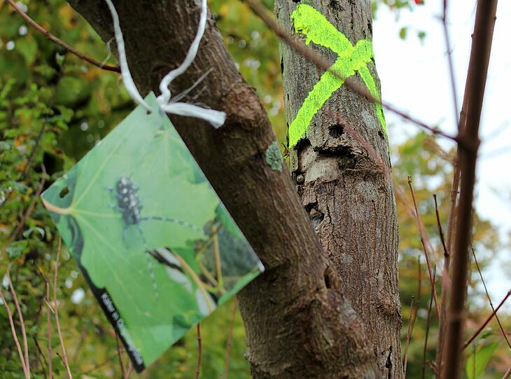 In Neubiberg wurde bereits zur Jagd auf den Asiatischen Laubholzbockkäfer geblasen &ndash; mit Fahndungsfoto.
