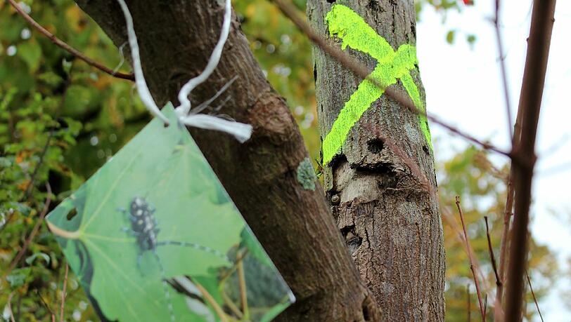 In Neubiberg wurde bereits zur Jagd auf den Asiatischen Laubholzbockkäfer geblasen – mit Fahndungsfoto. In Neubiberg wurde bereits zur Jagd auf den Asiatischen Laubholzbockkäfer geblasen – mit Fahndungsfoto.