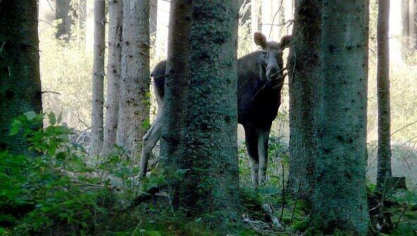 Sie dürfte mittlerweile trächtig sein: die Elchkuh aus dem Bayerischen Wald.