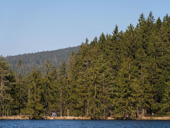 Blick auf den Wald am Fichtelsee. Foto: Nicolas Armer/dpa/Archivbild