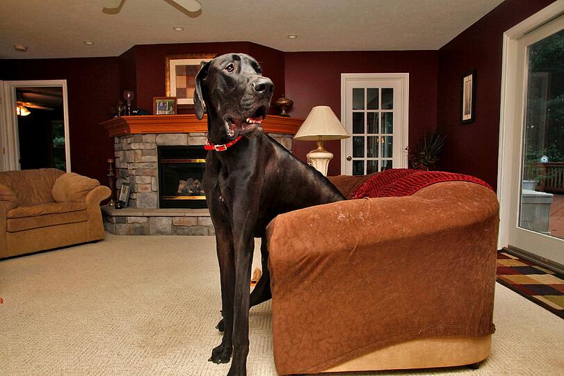 Weitere Bilder Von "Zeus", dem bisher größten Hund der Welt!