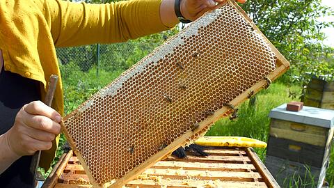 Eine Imkerin bei der Arbeit - in der Wabe d&uuml;rfte jede Menge Honig sein. (Symbolfoto)
