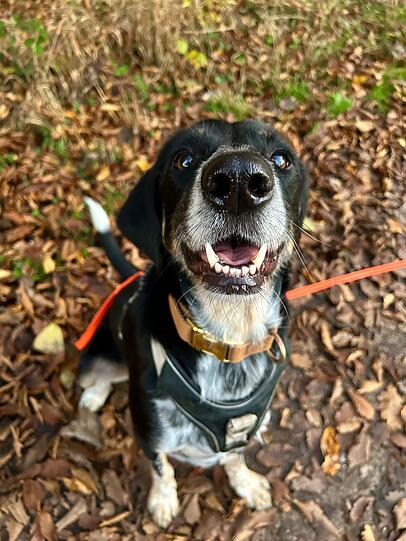 Milo: Vom ängstlichen Welpen aus Kreta zum Herzenshund in Gräfelfing: Milo kam voller Angst, heute schenkt er Liebe im Überfluss. Als verspielter Tollpatsch hat er alle Herzen im Sturm erobert. Ob Mensch, Hund oder – ganz besonders – unser Postbote.