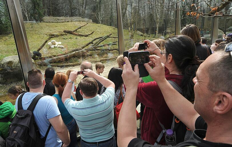 ... oder dieser Herr: Alle wollen ein Foto von den Eisbären!