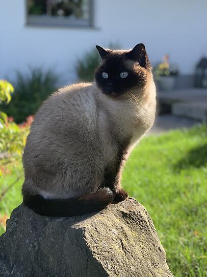 Isa