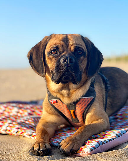 Hank