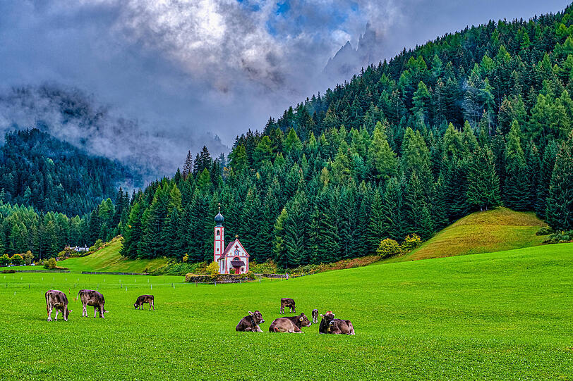 Kühe vor St. Johann in Ranui. Auf den Weiden zurückgelassener Müll der Touristen finde sich später im Futter für die Tiere, klagen Anwohner. Kühe vor St. Johann in Ranui. Auf den Weiden zurückgelassener Müll der Touristen finde sich später im Futter für die Tiere, klagen Anwohner.