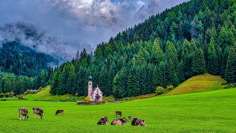 K&uuml;he vor St. Johann in Ranui. Auf den Weiden zur&uuml;ckgelassener M&uuml;ll der Touristen finde sich sp&auml;ter im Futter f&uuml;r die Tiere, klagen Anwohner.