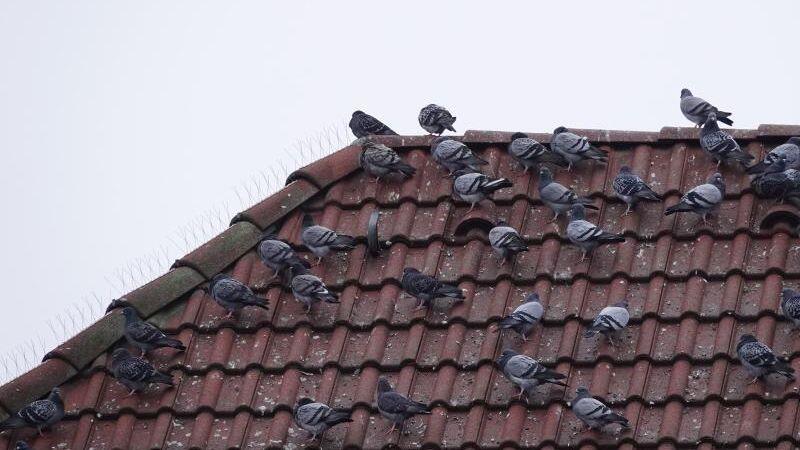 Tauben sitzen auf einem Hausdach. Foto: Christina Storz/dpa/Archivbild
