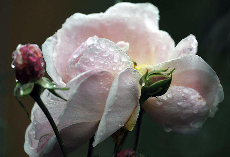 Prachtblüten: Rosenausstellung im Botanischen Garten.