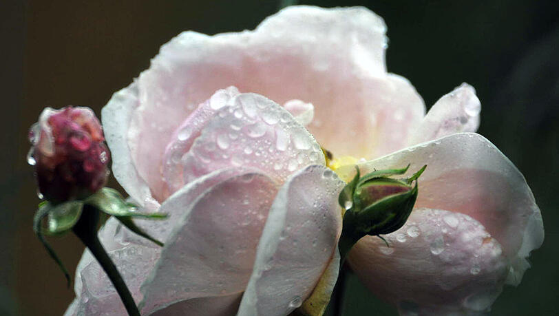 Prachtblüten: Rosenausstellung im Botanischen Garten.
