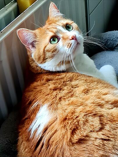Ginger