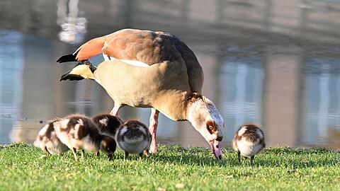 Nilgänse sollte man nicht füttern, fordert ein Experte.