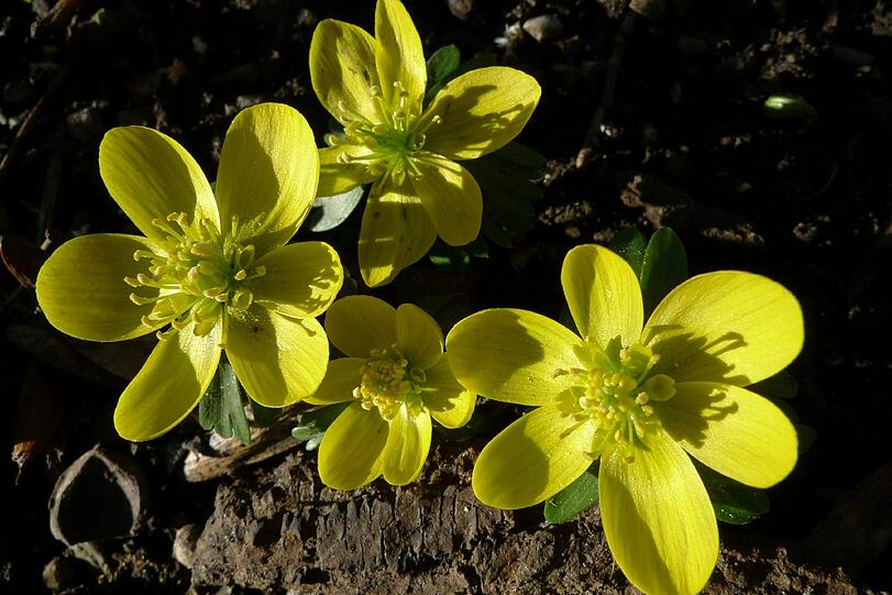 Leuchtendes Gelb, wie die Butterblumen