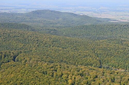 Die großen Buchenwälder des Steigerwalds sind europaweit einmalig. Doch ein Nationalpark zum Schutz dieser grünen und im Herbst bunten Landschaft ist umstritten.