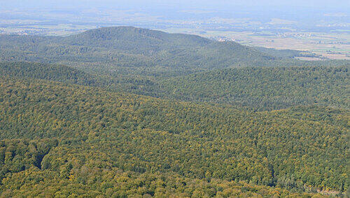 Die großen Buchenwälder des Steigerwalds sind europaweit einmalig. Doch ein Nationalpark zum Schutz dieser grünen und im Herbst bunten Landschaft ist umstritten. Die großen Buchenwälder des Steigerwalds sind europaweit einmalig. Doch ein Nationalpark zum Schutz dieser grünen und im Herbst bunten Landschaft ist umstritten.