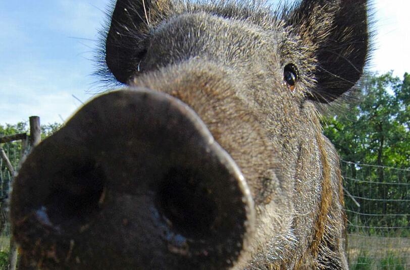 Süß &mdash; und oft radioaktiv: ein Wildschwein.