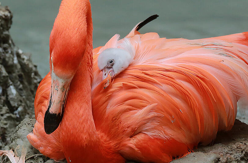 Im Tierpark Hellabrunn schlüpfen zur Zeit viele Flamingo-Babys. Wir haben die Bilder.
