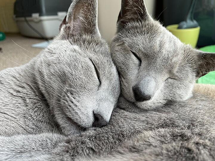 Russisch Blau Katzen Mika und Pavo