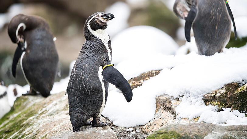 Ein Humboldtpinguin.