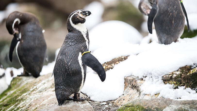 Ein Humboldtpinguin im Tierpark Hellabrunn. Ein Humboldtpinguin im Tierpark Hellabrunn.