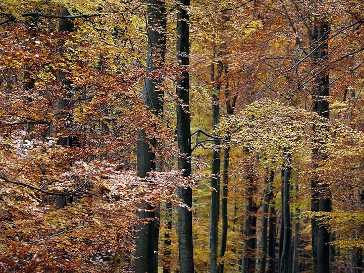 Der Spessart in herbstlichen Farben. Foto: Karl-Josef Hildenbrand/dpa/Archivbild