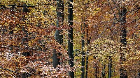 Der Spessart in herbstlichen Farben. Foto: Karl-Josef Hildenbrand/dpa/Archivbild