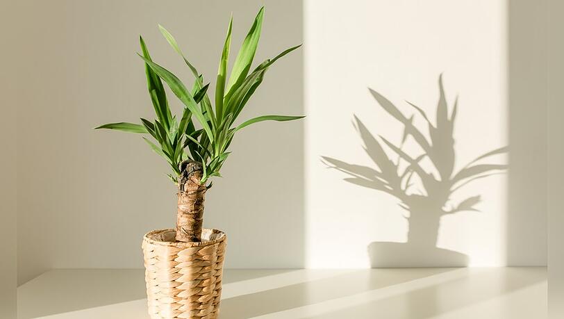 Die Yucca stammt ursprünglich aus Mexiko.