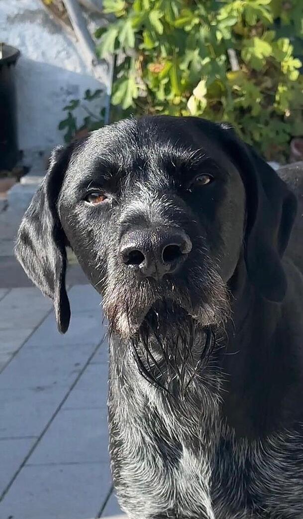 Der siebenj&auml;hrige Berti. Noch immer hofft sein Frauchen auf Hinweise aus der Bev&ouml;lkerung.