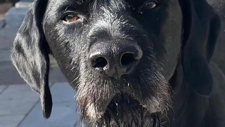 Der siebenj&auml;hrige Berti. Noch immer hofft sein Frauchen auf Hinweise aus der Bev&ouml;lkerung.