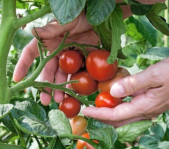 Tomaten lassen sich auch auf dem Balkon anbauen. Tomaten lassen sich auch auf dem Balkon anbauen.