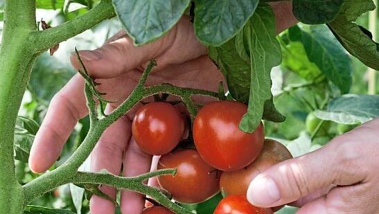 Tomaten lassen sich auch auf dem Balkon anbauen.