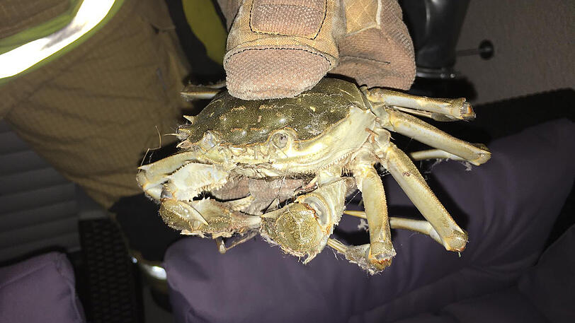 Diese Wollhandkrabbe hat es sich auf der Terrasse einer Familie in Unterschleißheim gemütlich gemacht.