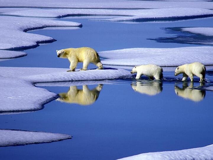 Eine Eisbärenmutter läuft mit ihren Jungen auf Futtersuche über Eisschollen im Gebiet der Nordwest-Passage in Kanada.