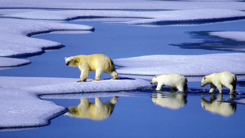 Eine Eisbärenmutter läuft mit ihren Jungen auf Futtersuche über Eisschollen im Gebiet der Nordwest-Passage in Kanada. Eine Eisbärenmutter läuft mit ihren Jungen auf Futtersuche über Eisschollen im Gebiet der Nordwest-Passage in Kanada.