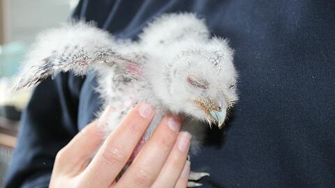 Ein verletztes Kauzküken wurde im Tierheim abgegeben.