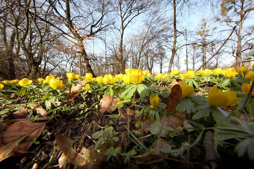 Trotz dieser gelben Winterlinge ist klar: Frühlings wird's!
